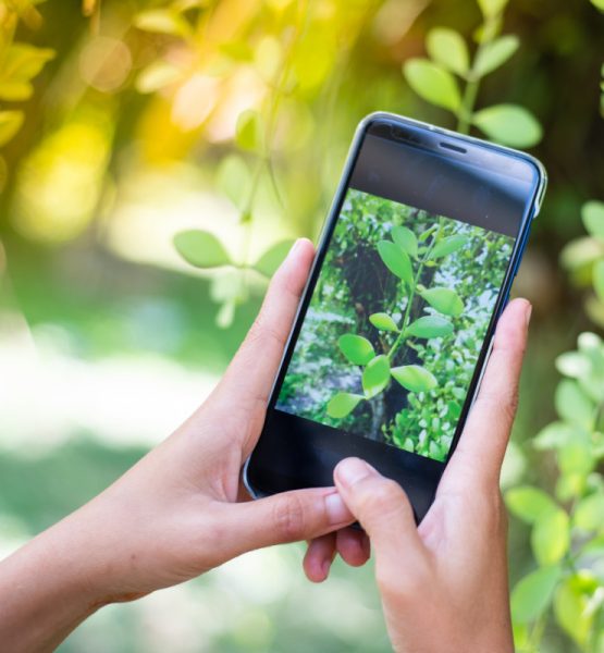 zwei Hände halten ein Smartphone, die Kamera ist angeschaltet und zeigt auf eine Pflanze